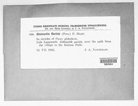 Anthracoidea caricis image